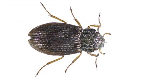 Helophorus flavipes